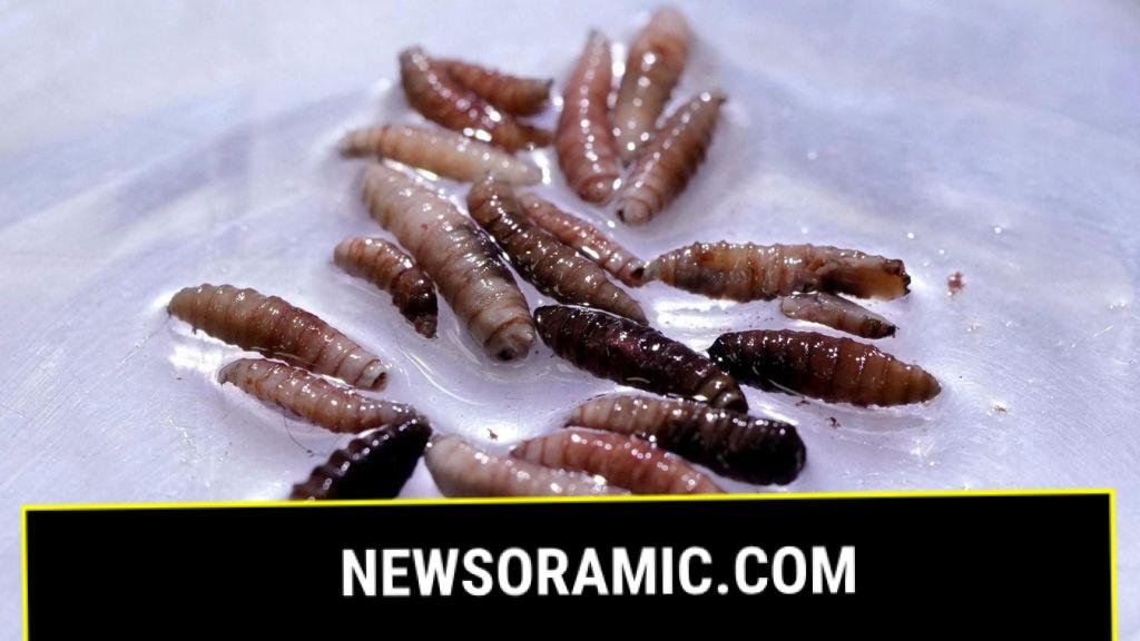 First human case of New World screwworm parasite confirmed in US