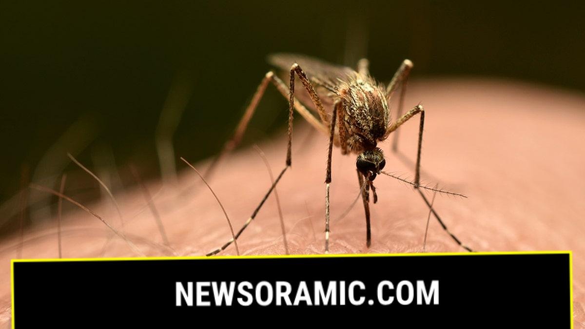 mosquito bites human arm