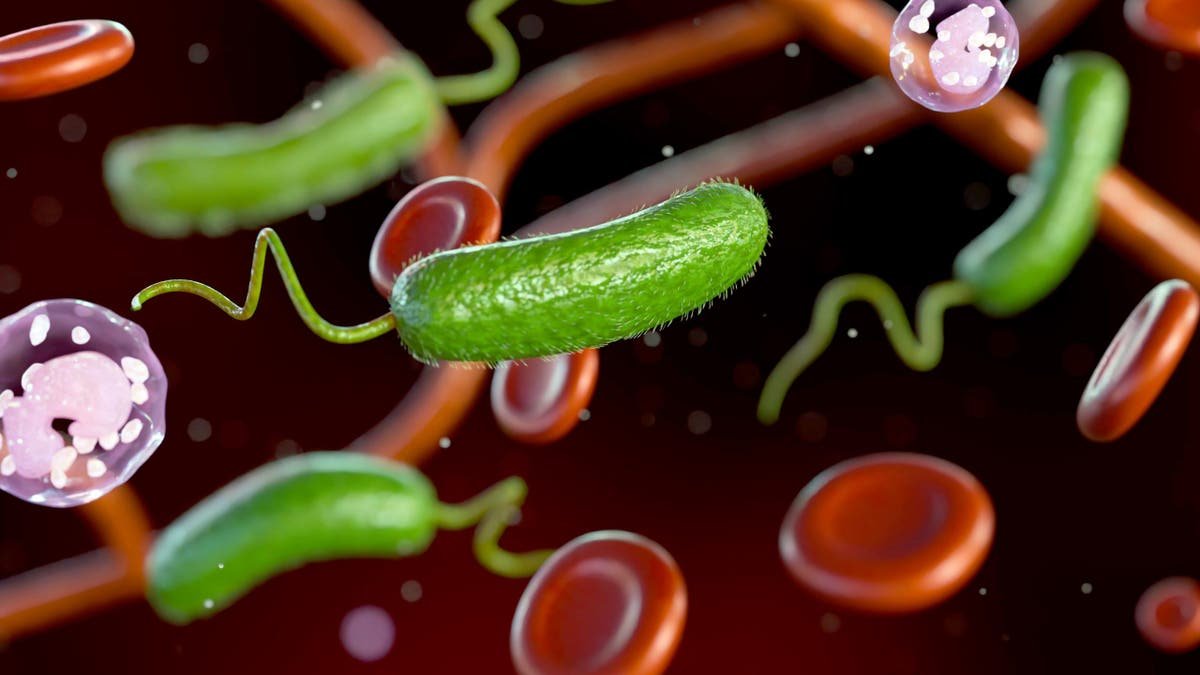 Vibrio vulnificus bacteria