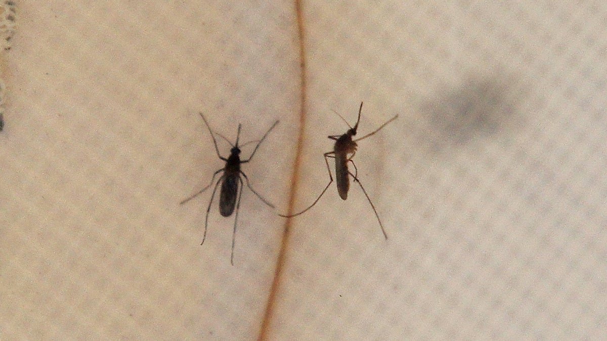 PLEASANT HILL, CA - JUNE 29: Mosquitos are seen inside a trap on June 29, 2012 in Pleasant Hill, California. As reports of mosquitoes with West Nile virus are increasing across the country and several people have been confirmed to be infected by the potentially dangerous disease, the Contra Costa County Mosquito and Vector Control District is testing mosquito larvae found in standing water throughout the county and is using mosquito fish and BVA Larvacide oils to eradicate the pest. (Photo by Justin Sullivan/Getty Images)