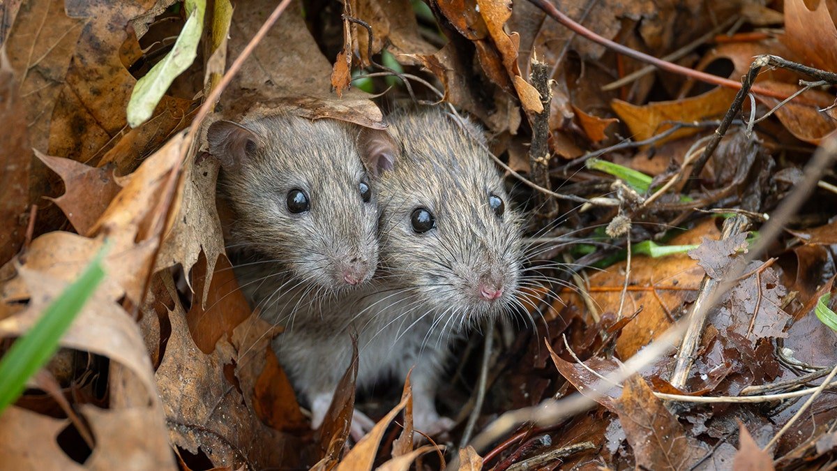 two rats in leaves