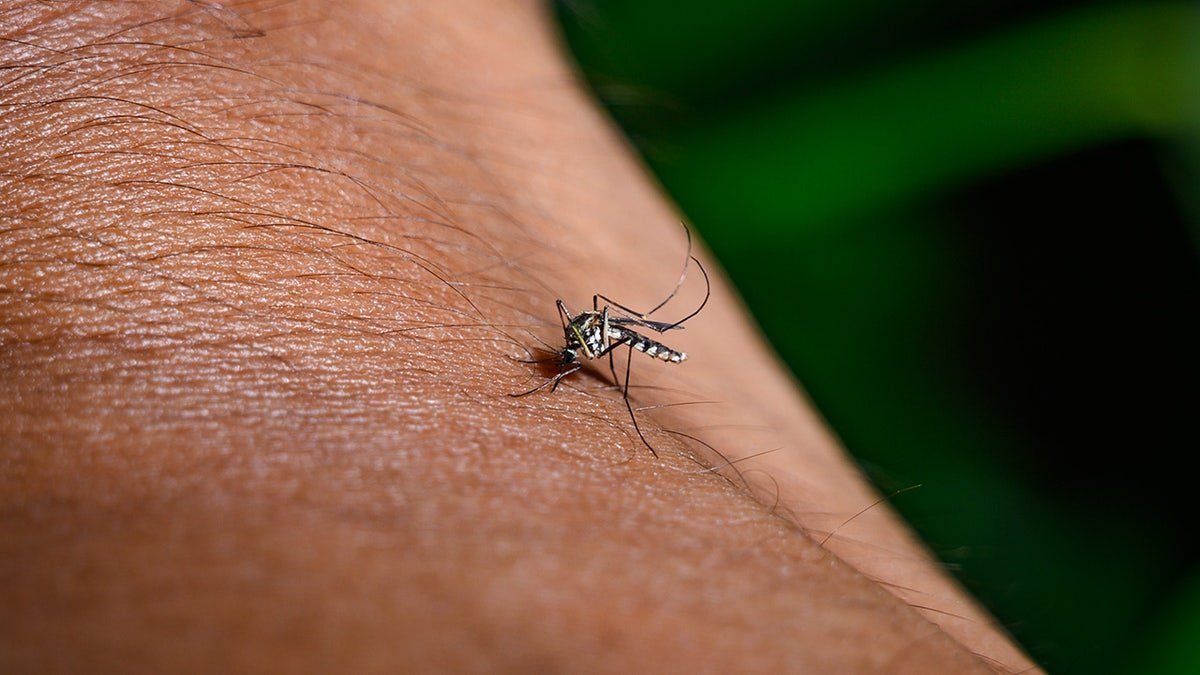Mosquito on person's arm