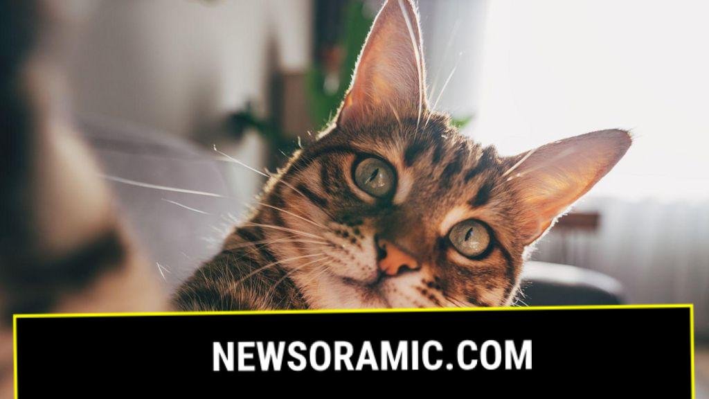 Cats develop dementia in a similar way to humans