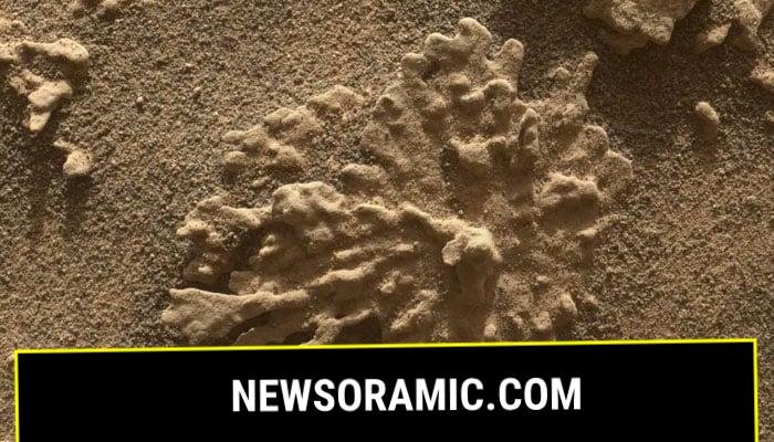 This undated image shows a rock formation on Mars that closely resembles coral. — Nasa/JPL-Caltech/MSSS