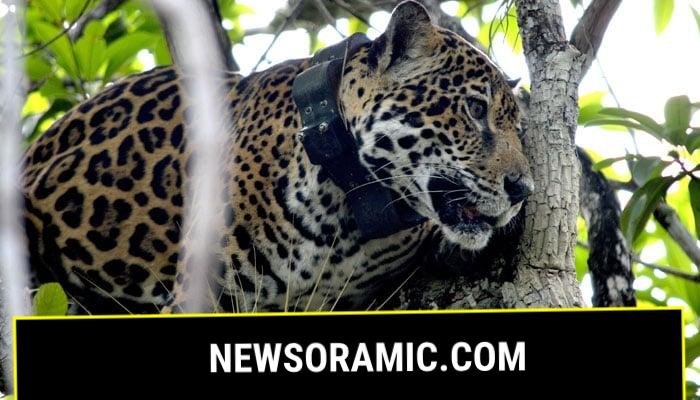 A jaguar wears a monitoring collar in Calakmul, Mexico, where the population has increased significantly in recent years, but the largest feline in the Americas remains at risk of extinction, according to the National Alliance for Jaguar Conservation (ANCJ), in this handout distributed on August 25, 2025. —Reuters