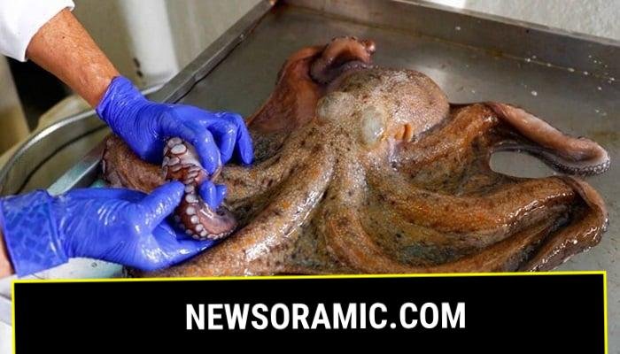 A technician at the Spanish Oceanography Institute in Santa Cruz de Tenerife weighs an octopus.—Reuters