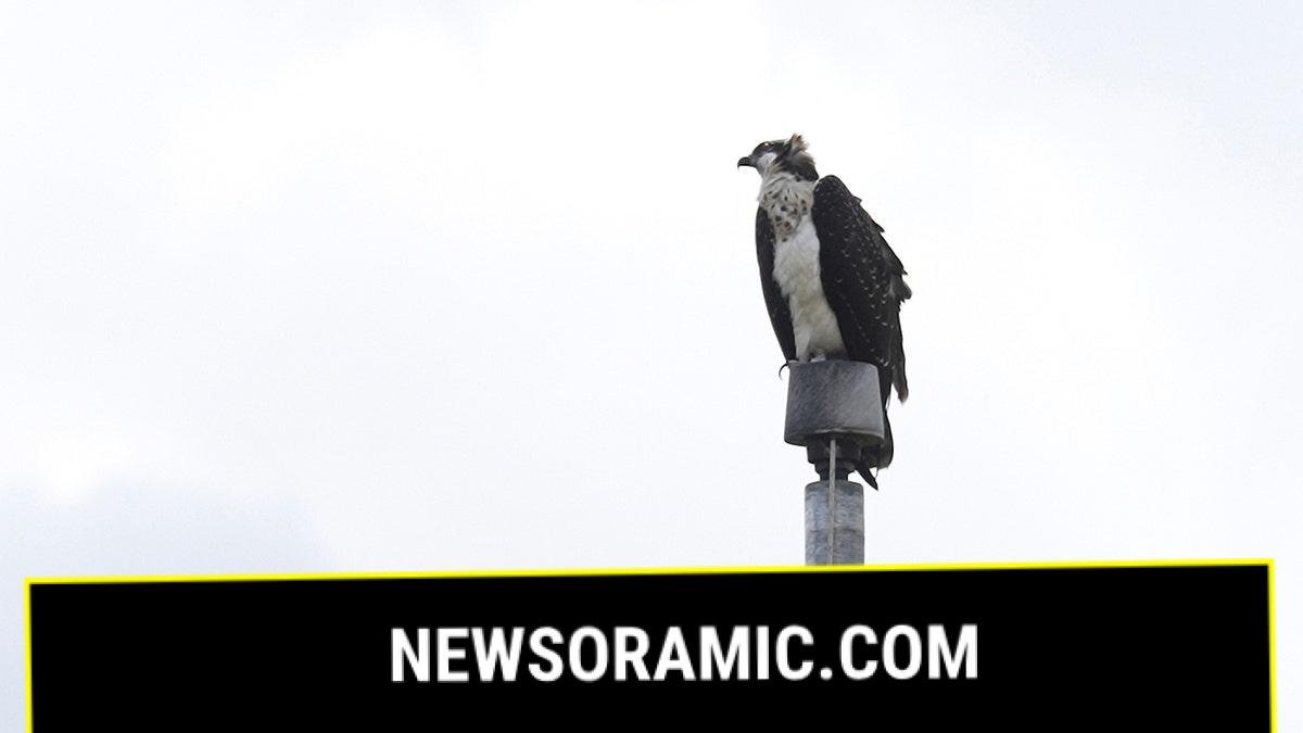 Osprey on pole
