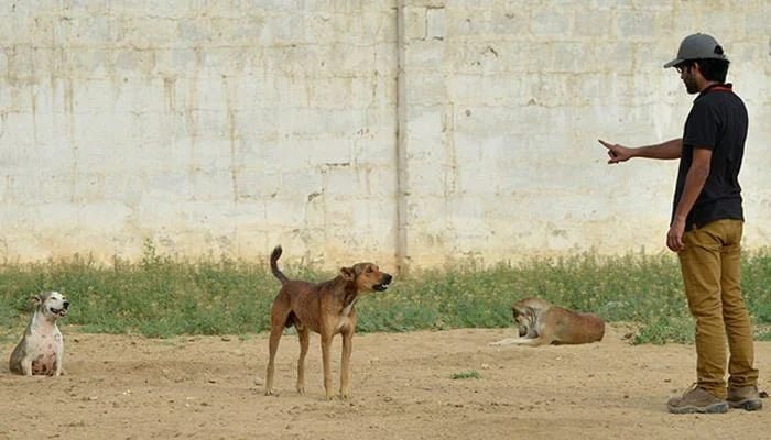 A boy gestures before stray dogs on the outskirts of Karachi, Pakistan. — AFP/File