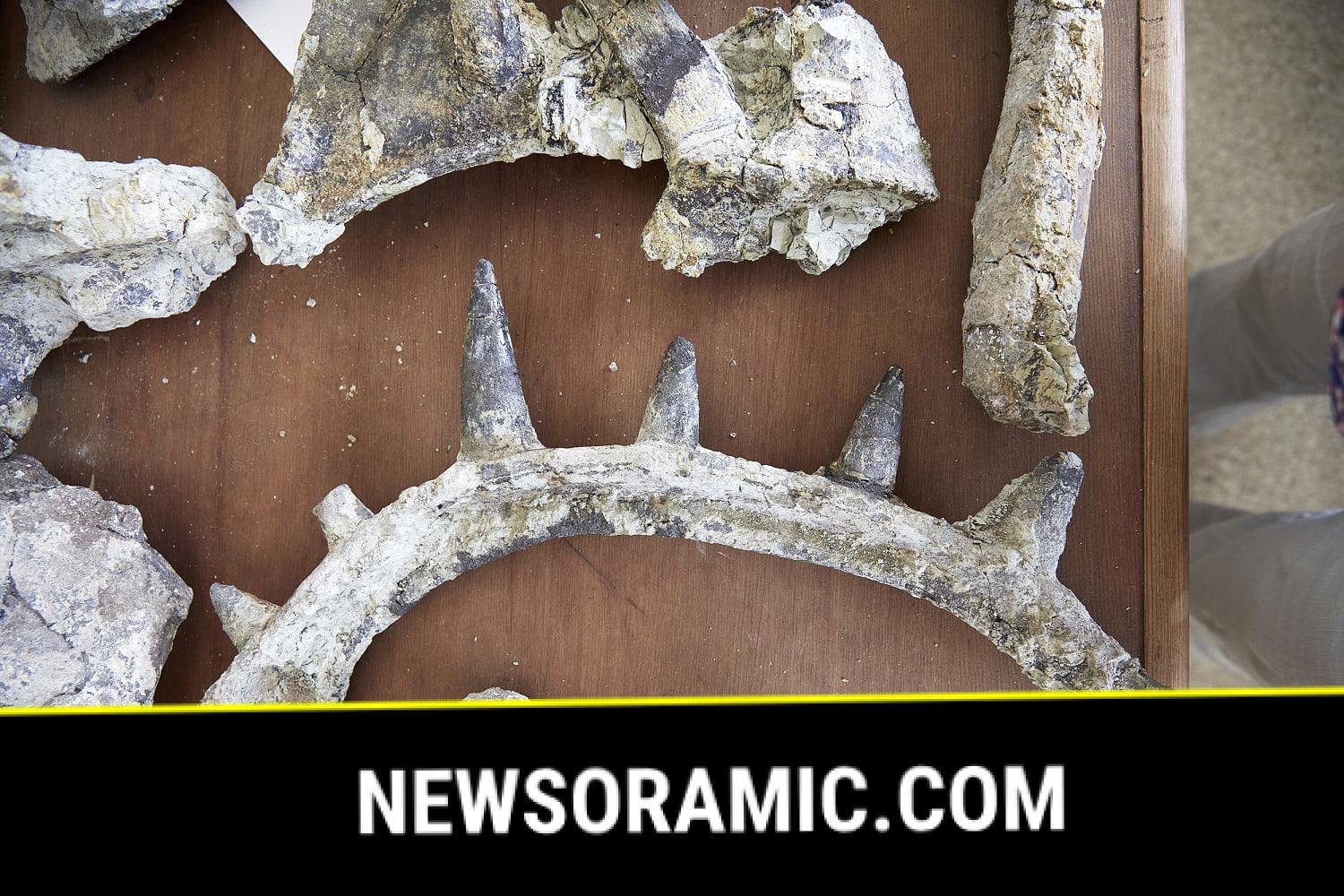 Spikes, a tail weapon and a shield: Was this the world's weirdest dinosaur?