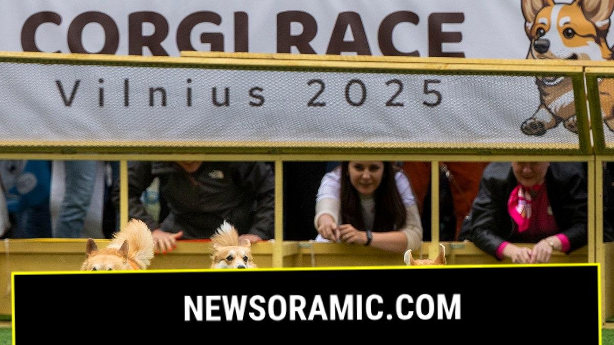 Corgis race during a international event Corgi Race Vilnius 2025 in Vilnius, Lithuania, Saturday, Aug. 23, 2025.