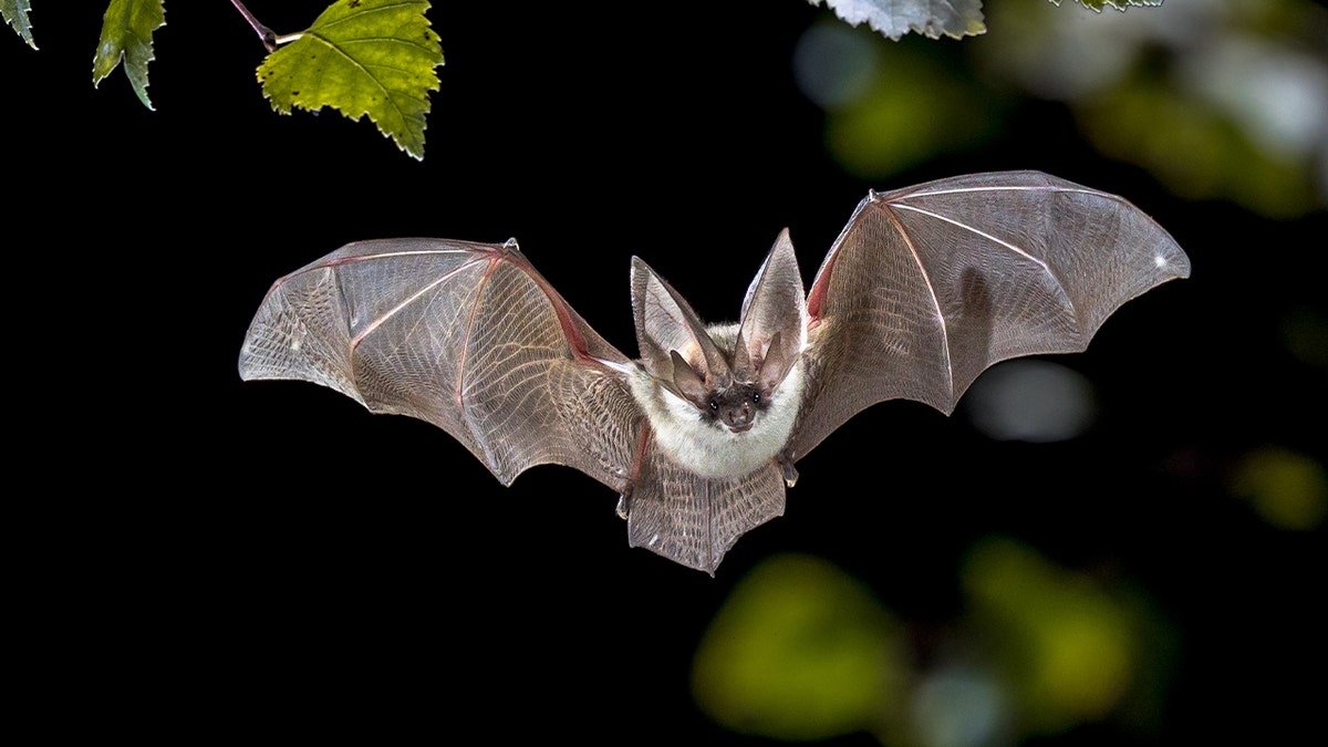 Bat flying
