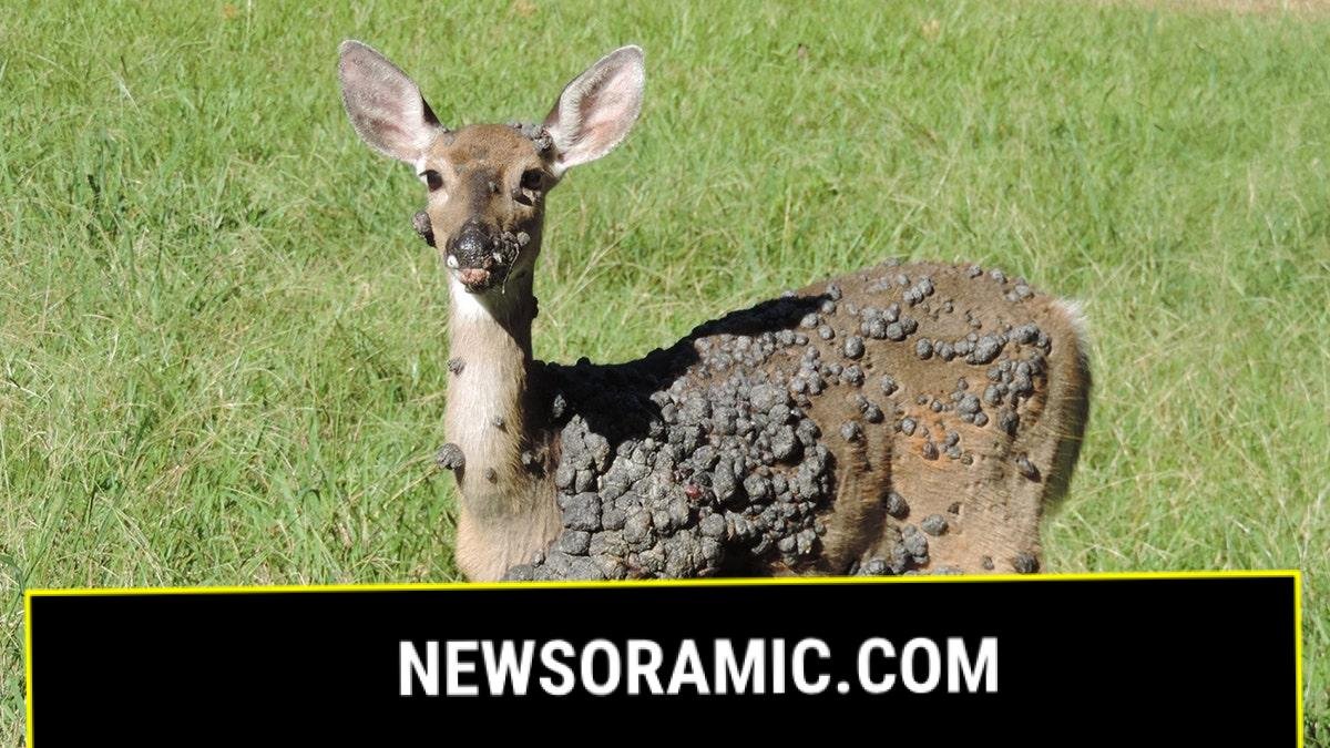 Deer with warts all over its body