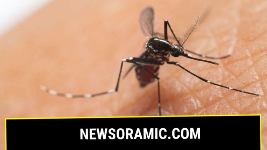 UK cases of mosquito-borne chikungunya virus more than double