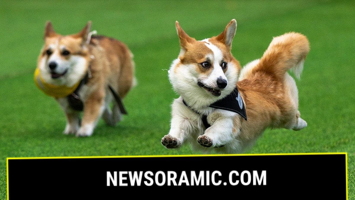 Lithuania Corgi Racing