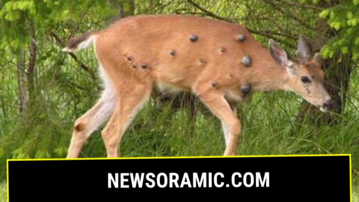 Deer with a small number of big warts on its body