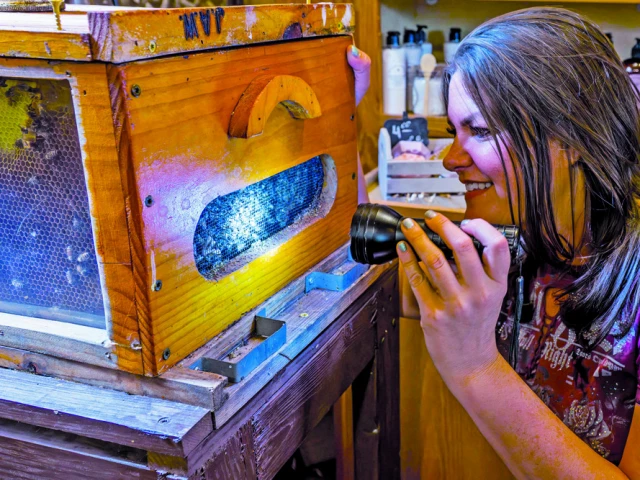 the farm babe michelle miller shines a flashlight into a box of bees at walker farms in north fort myers florida photo reuters