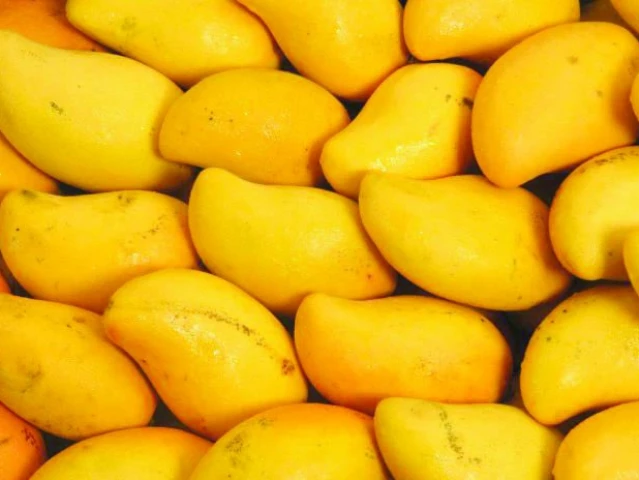 incredibly mango diplomacy has shaped soft power exchanges for decades across south asia and beyond photo file