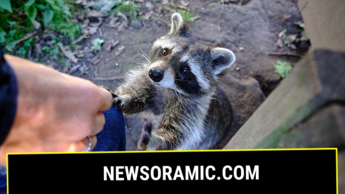 Person feeding raccoon