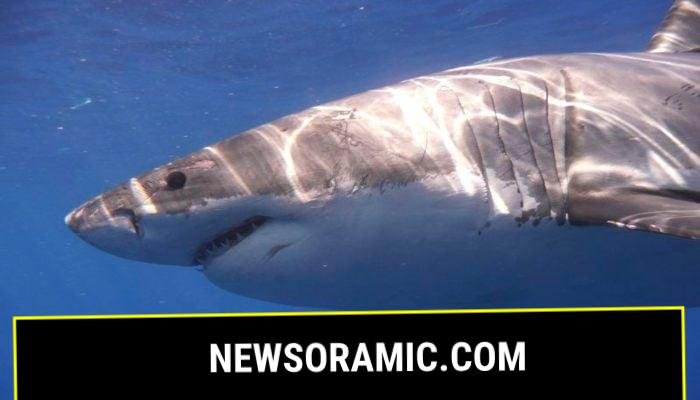 Representational image shows a Great White shark pictured in the Eastern North Pacific in this undated handout photograph courtesy of Kevin Weng, University of Hawaii. — Reuters
