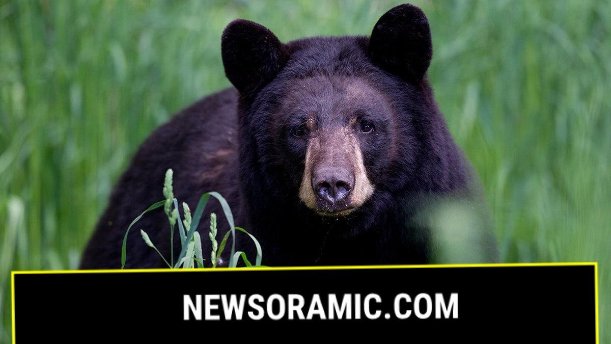 Black bear in the grass