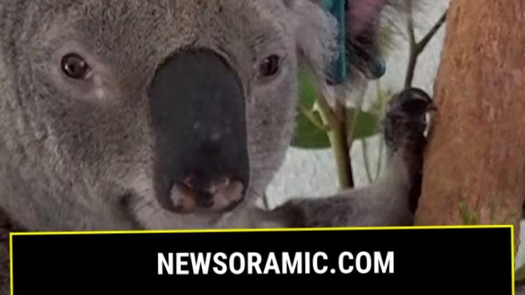 Australia approves first chlamydia vaccine for koalas