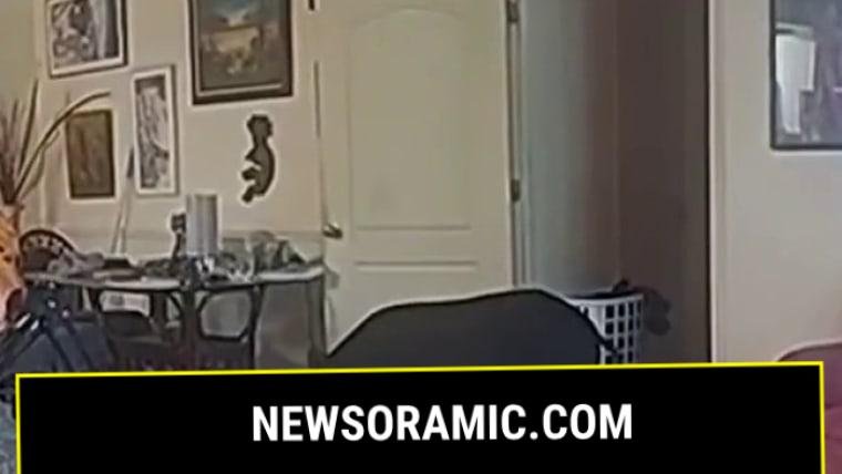 Bodycam video shows wild boar in Florida home