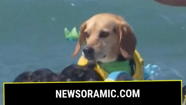 Canines surf waves in California to raise charity money