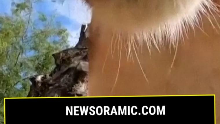 Curious lion toys with Oregon Zoo’s hidden camera