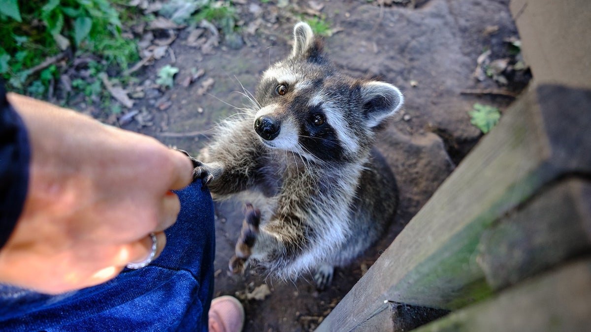 Person feeding raccoon