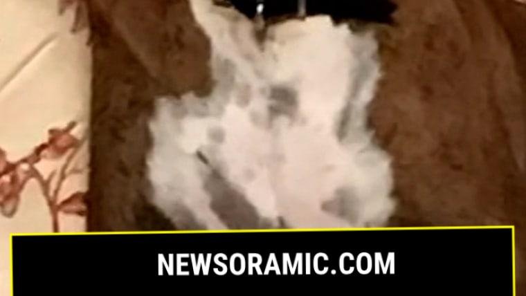 Dog cast ballots in two California elections