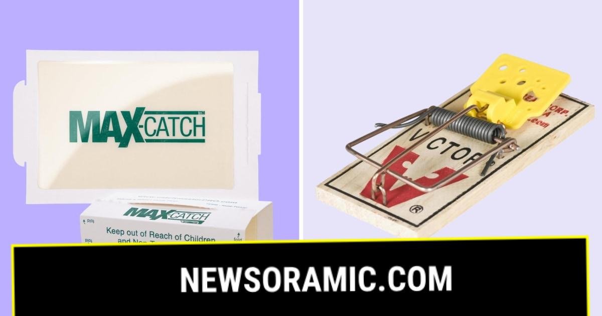 If you see a mouse in your house, there are probably more. Here's how to deal with them