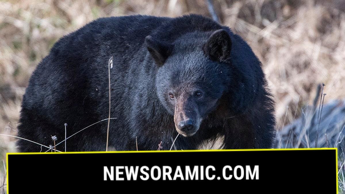 Black bear moving through brush