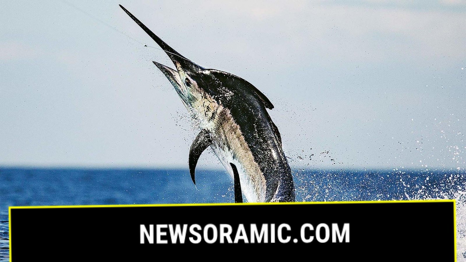 Top 5 fish found in Karachi’s waters | The Express Tribune