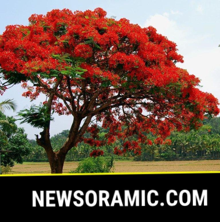 Top 5 trees to add to your garden this monsoon | The Express Tribune