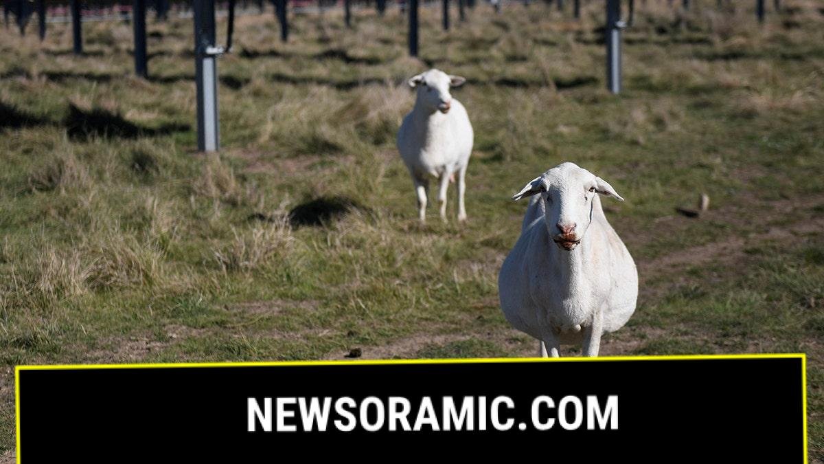 Sheep grazing near Texas solar panels
