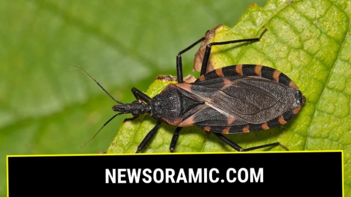 Kissing bug Chagas disease